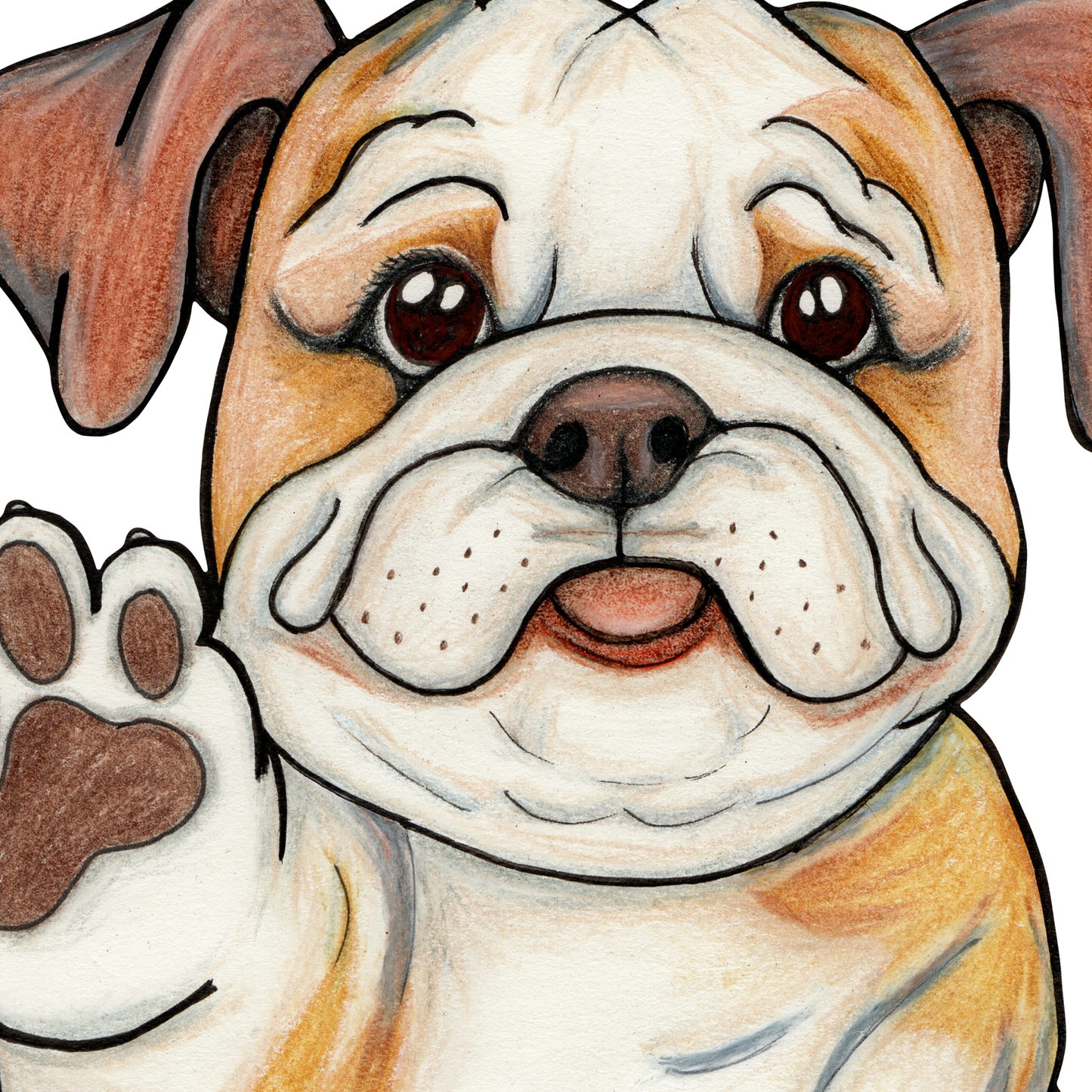 Bulldog