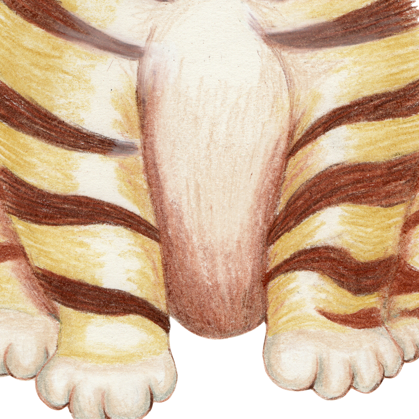 Tiger Cat